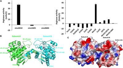 Characterization of a Dimeric Arginase From Zymomonas mobilis ZM4